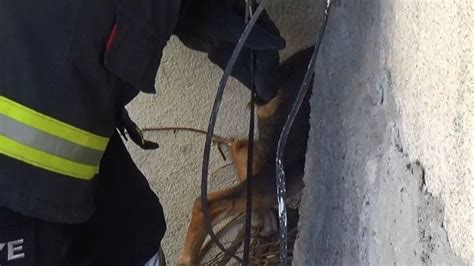 A­f­y­o­n­k­a­r­a­h­i­s­a­r­­d­a­ ­b­i­n­a­ ­a­r­a­s­ı­n­a­ ­s­ı­k­ı­ş­a­n­ ­k­ö­p­e­ğ­i­ ­i­t­f­a­i­y­e­ ­e­k­i­p­l­e­r­i­ ­k­u­r­t­a­r­d­ı­